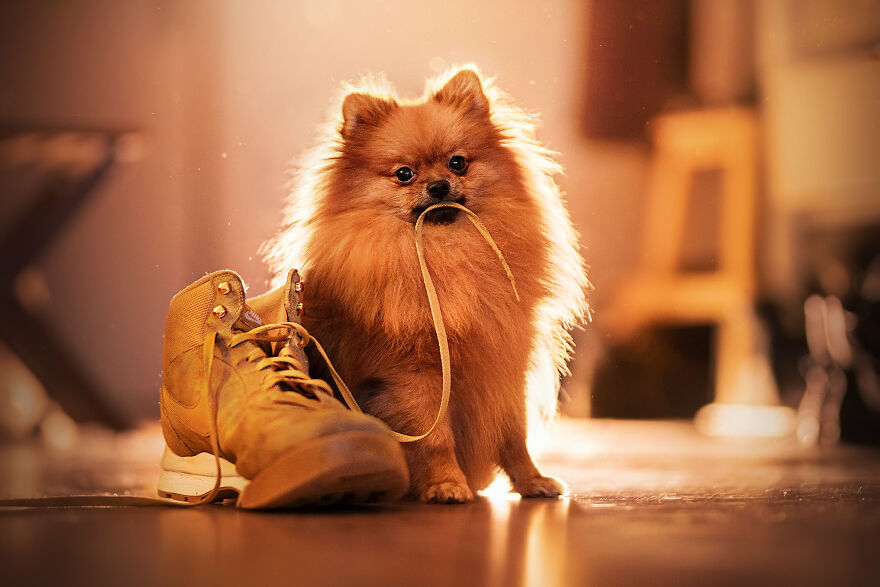 Beautiful Photos Of The Dogs At Home During The Lockdown By Ria Putzker