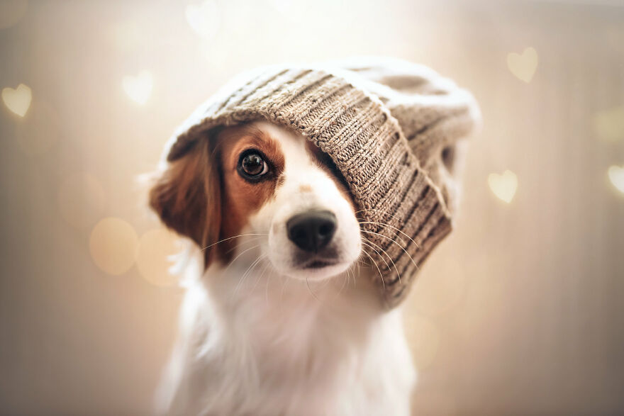 Beautiful Photos Of The Dogs At Home During The Lockdown By Ria Putzker