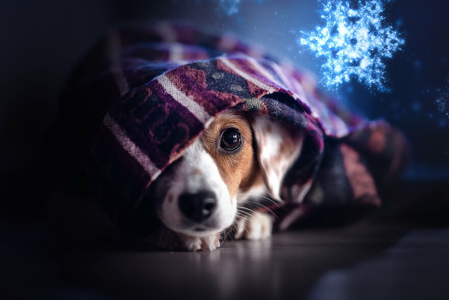 Beautiful Photos Of The Dogs At Home During The Lockdown By Ria Putzker