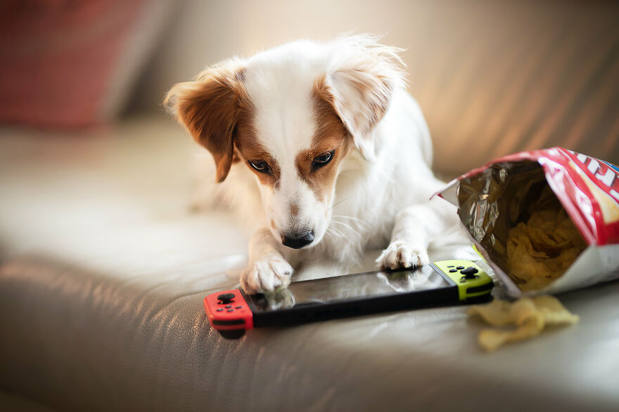 Beautiful Photos Of The Dogs At Home During The Lockdown By Ria Putzker