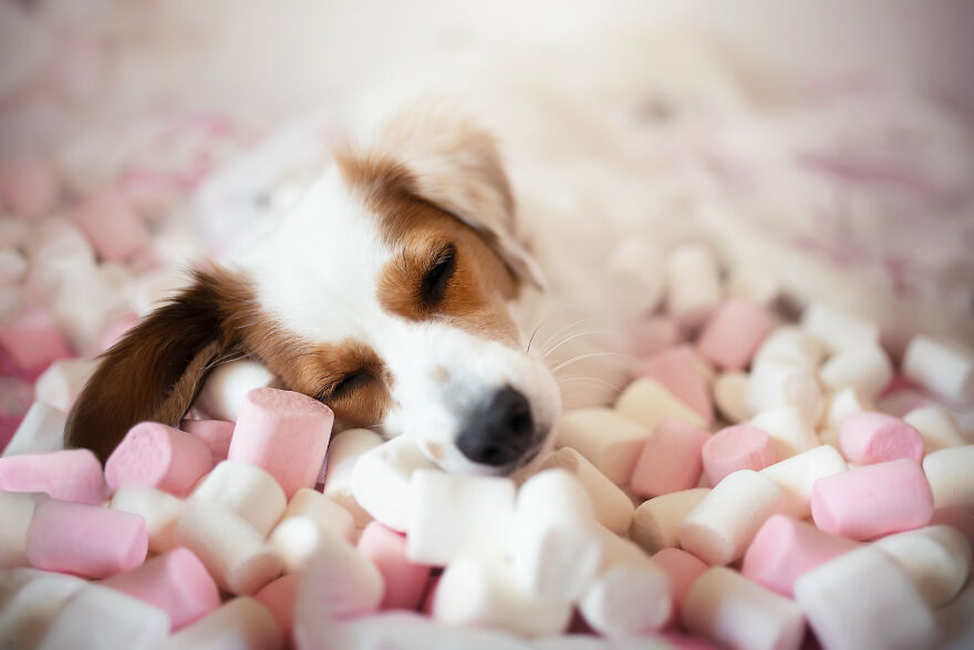 Beautiful Photos Of The Dogs At Home During The Lockdown By Ria Putzker