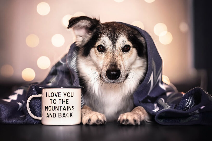 Beautiful Photos Of The Dogs At Home During The Lockdown By Ria Putzker