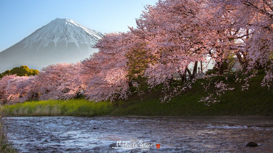 Beautiful Photos Of Sakura Blooming In Japan By Hidenobu Suzuki