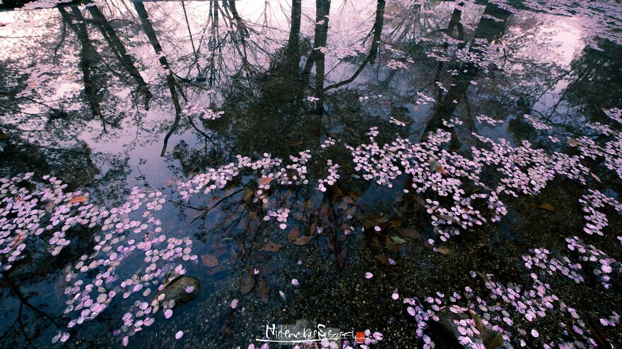 Beautiful Photos Of Sakura Blooming In Japan By Hidenobu Suzuki