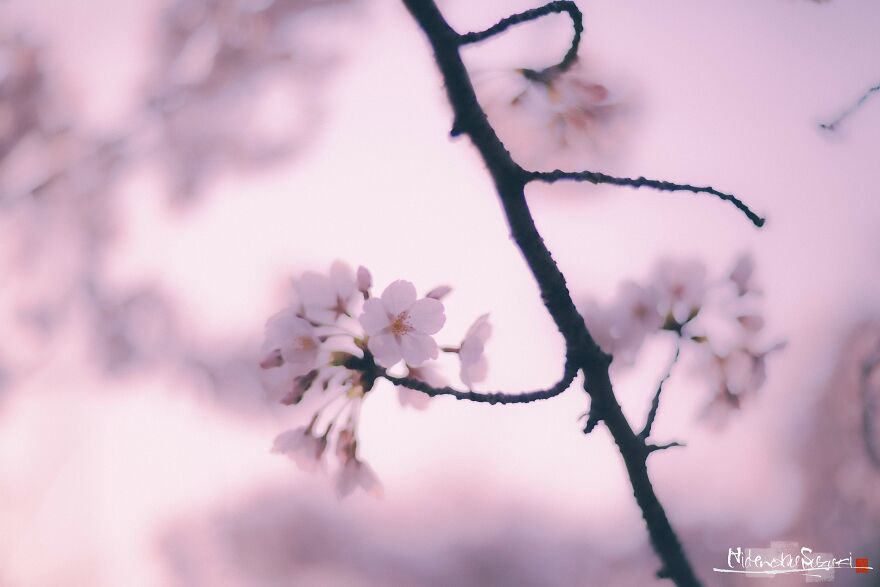 Beautiful Photos Of Sakura Blooming In Japan By Hidenobu Suzuki