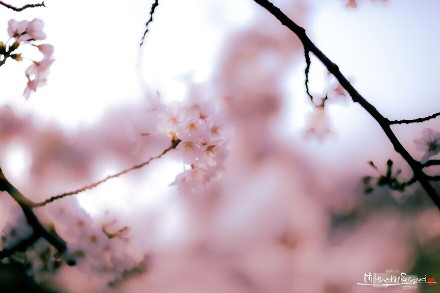 Beautiful Photos Of Sakura Blooming In Japan By Hidenobu Suzuki