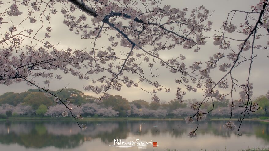 Beautiful Photos Of Sakura Blooming In Japan By Hidenobu Suzuki