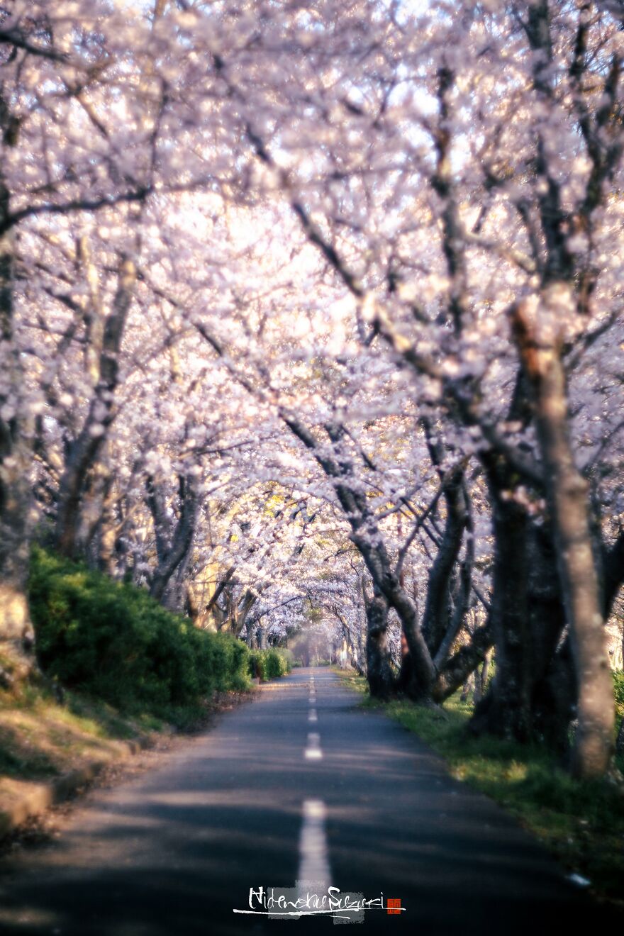 Beautiful Photos Of Sakura Blooming In Japan By Hidenobu Suzuki