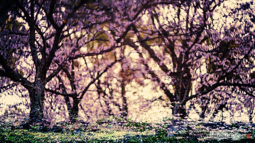 Beautiful Photos Of Sakura Blooming In Japan By Hidenobu Suzuki