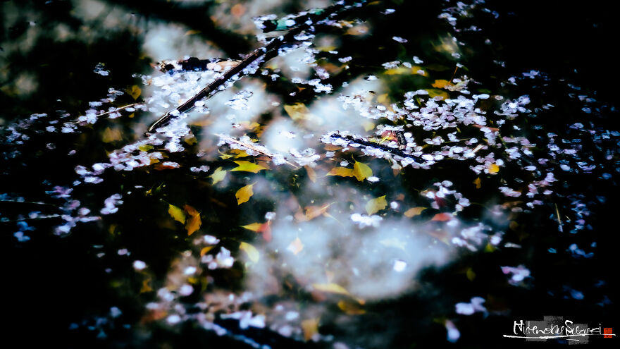 Beautiful Photos Of Sakura Blooming In Japan By Hidenobu Suzuki