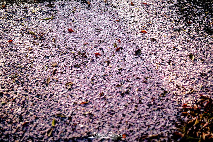 Beautiful Photos Of Sakura Blooming In Japan By Hidenobu Suzuki