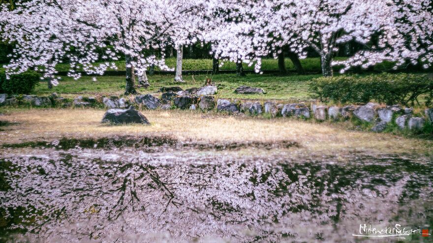 Beautiful Photos Of Sakura Blooming In Japan By Hidenobu Suzuki