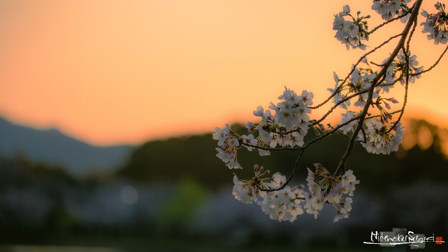 Beautiful Photos Of Sakura Blooming In Japan By Hidenobu Suzuki