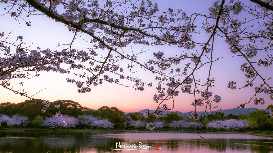 Beautiful Photos Of Sakura Blooming In Japan By Hidenobu Suzuki