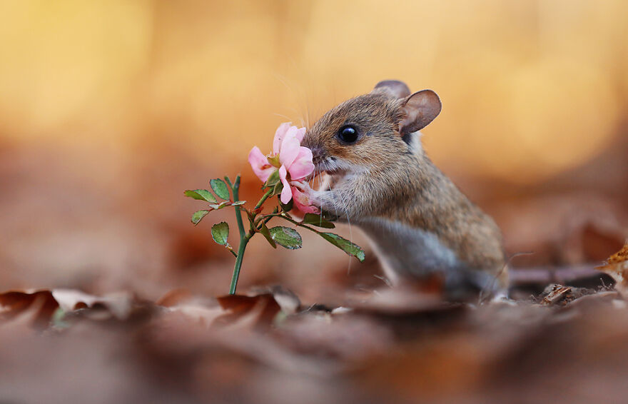 Austrian Wildlife Photography By Julian Rad