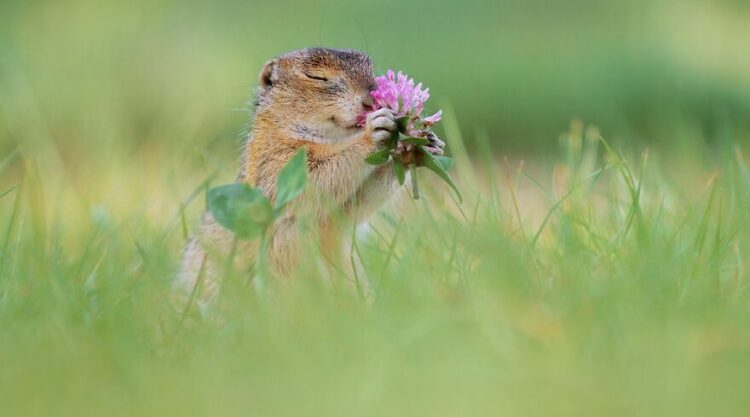 Photographer Julian Rad Beautifully Captured When The Animals Are Alone And At Peace