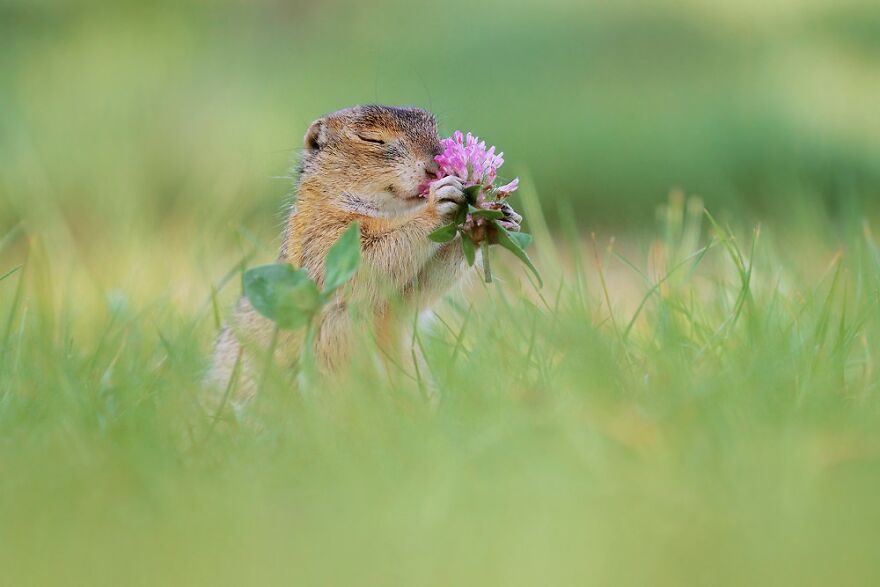 Austrian Wildlife Photography By Julian Rad