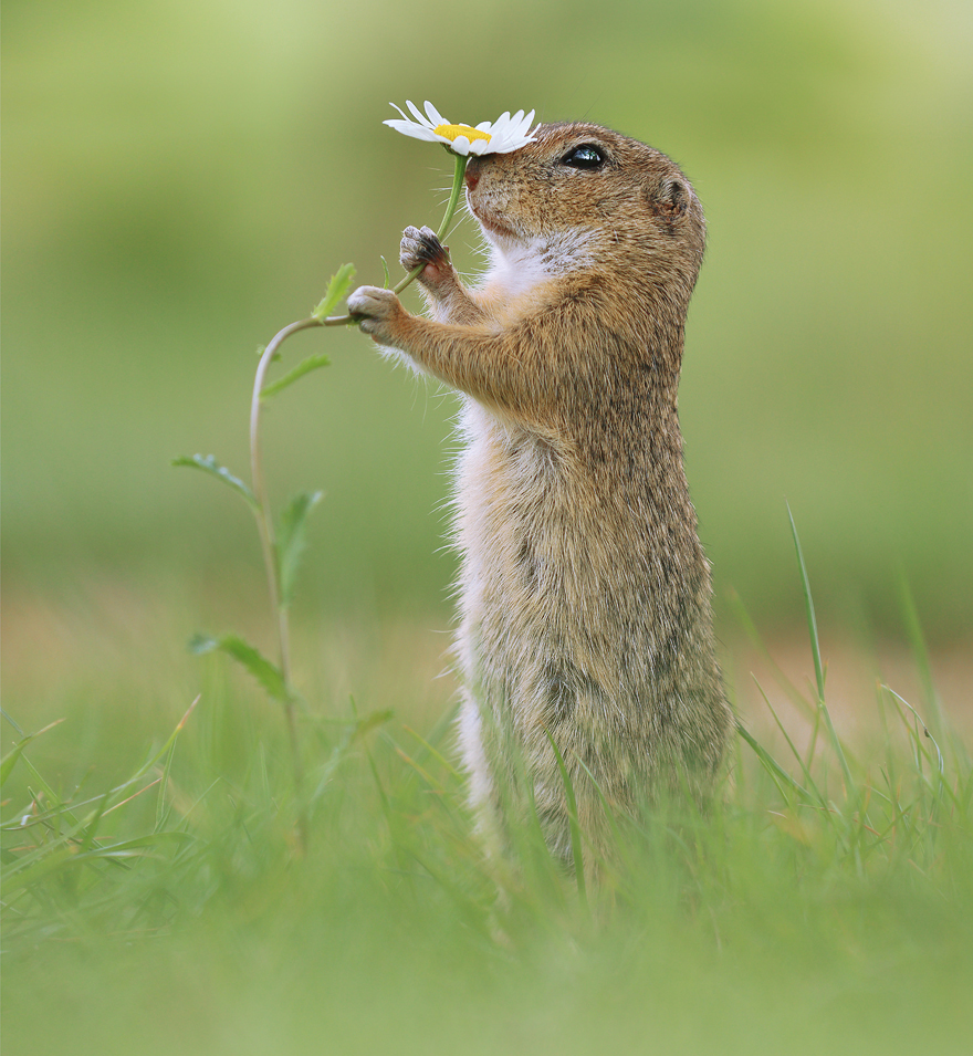 Austrian Wildlife Photography By Julian Rad