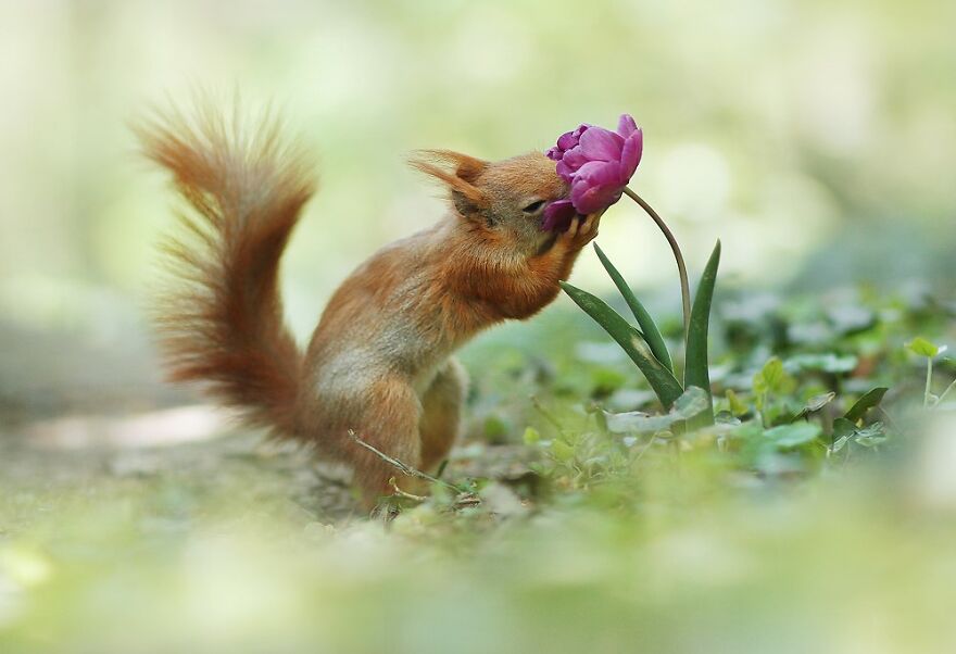 Austrian Wildlife Photography By Julian Rad