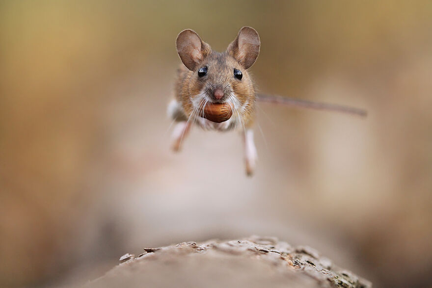 Austrian Wildlife Photography By Julian Rad