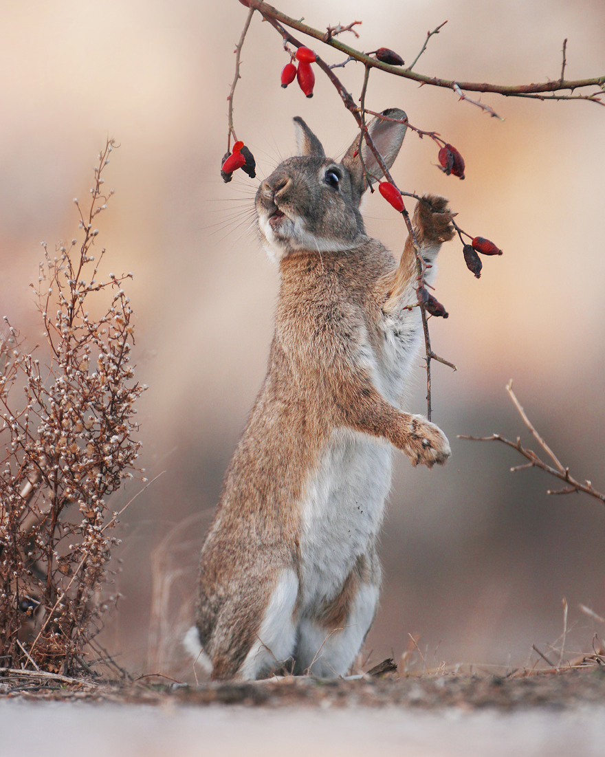 Austrian Wildlife Photography By Julian Rad