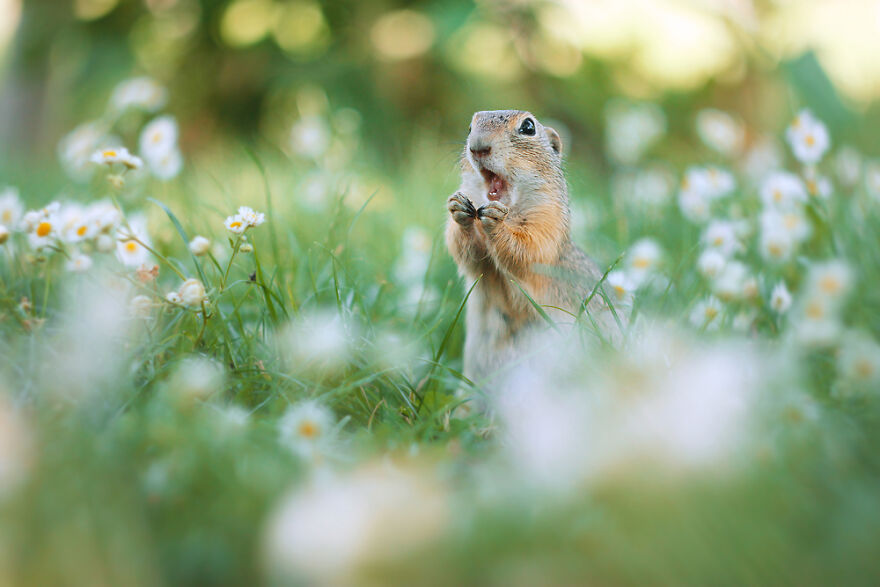 Austrian Wildlife Photography By Julian Rad