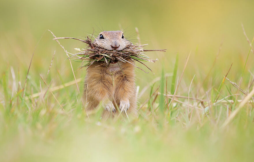 Austrian Wildlife Photography By Julian Rad