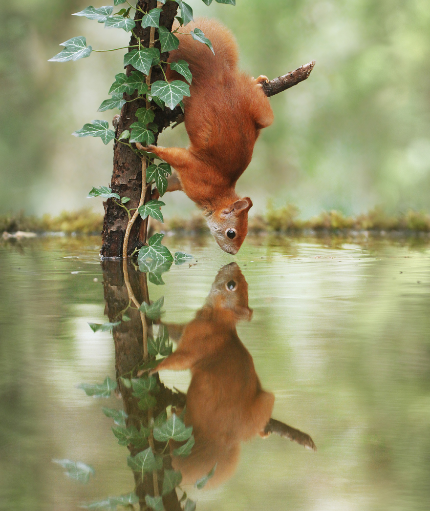 Austrian Wildlife Photography By Julian Rad