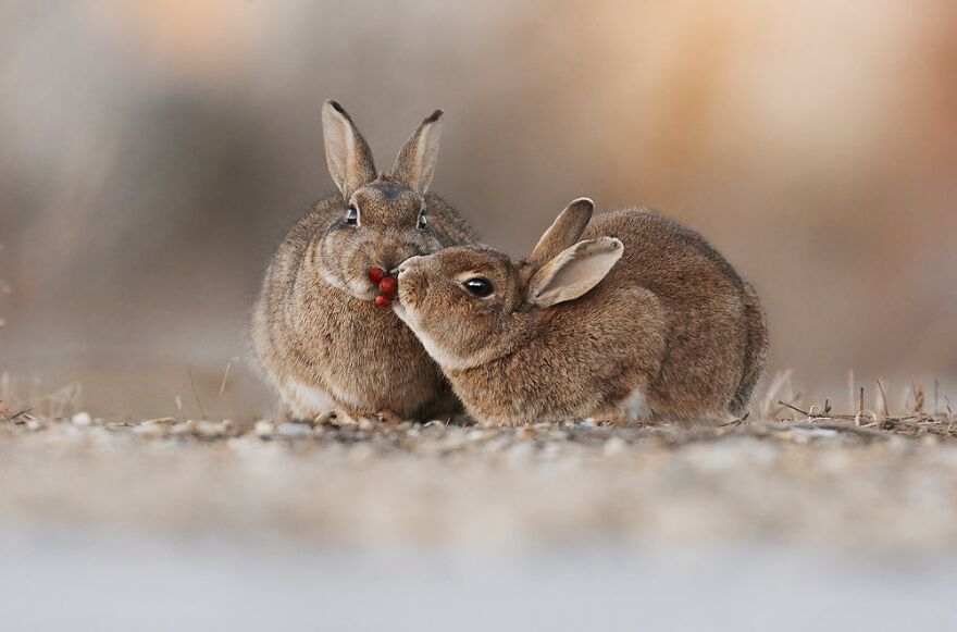 Austrian Wildlife Photography By Julian Rad