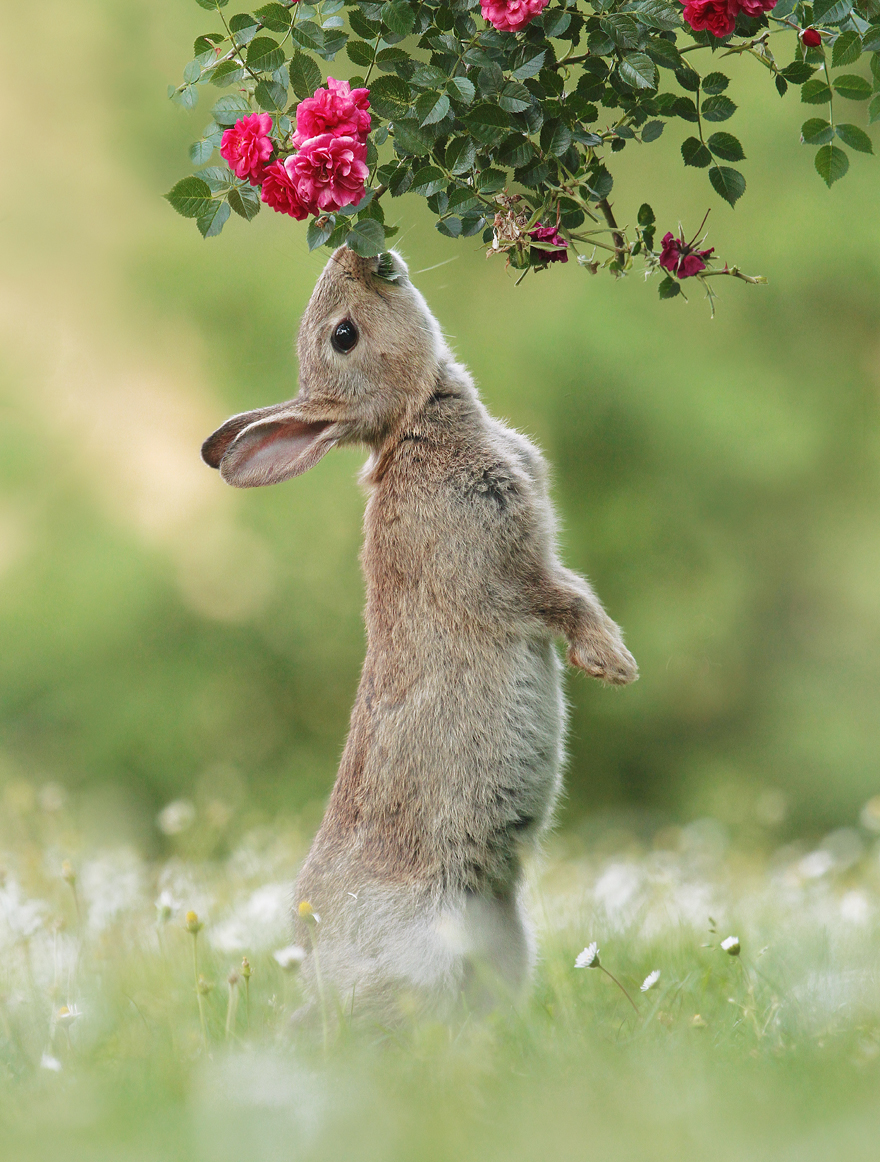 Austrian Wildlife Photography By Julian Rad