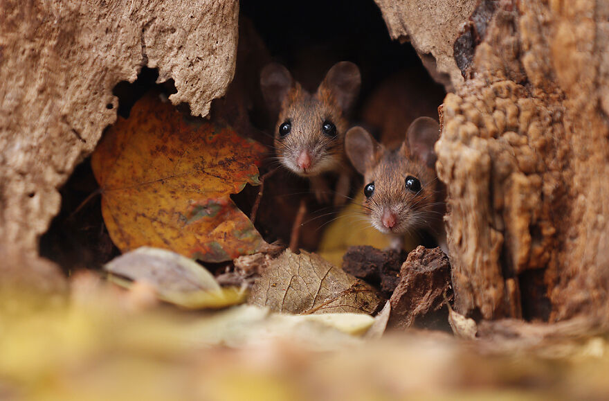 Austrian Wildlife Photography By Julian Rad