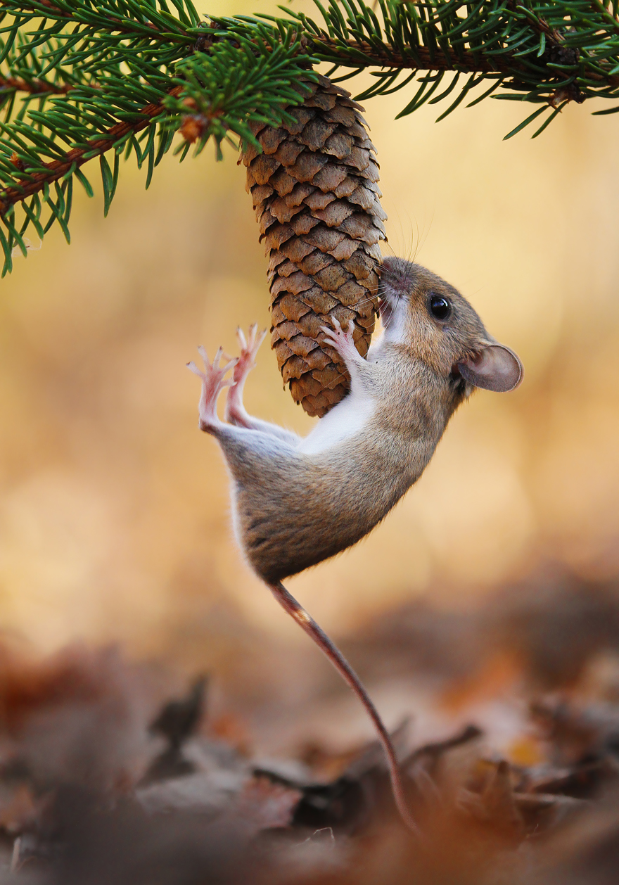 Austrian Wildlife Photography By Julian Rad