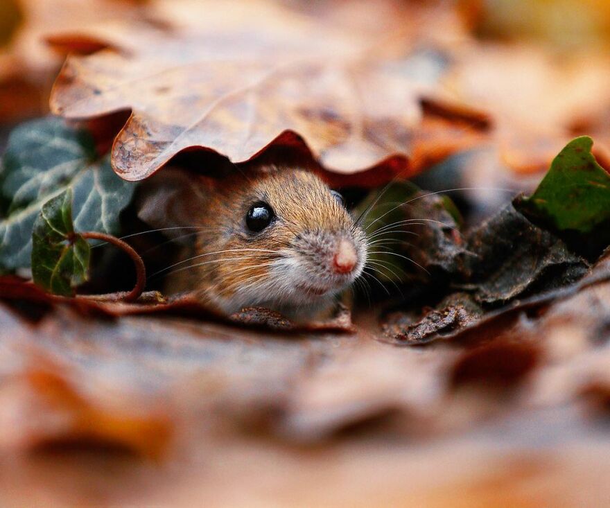 Austrian Wildlife Photography By Julian Rad