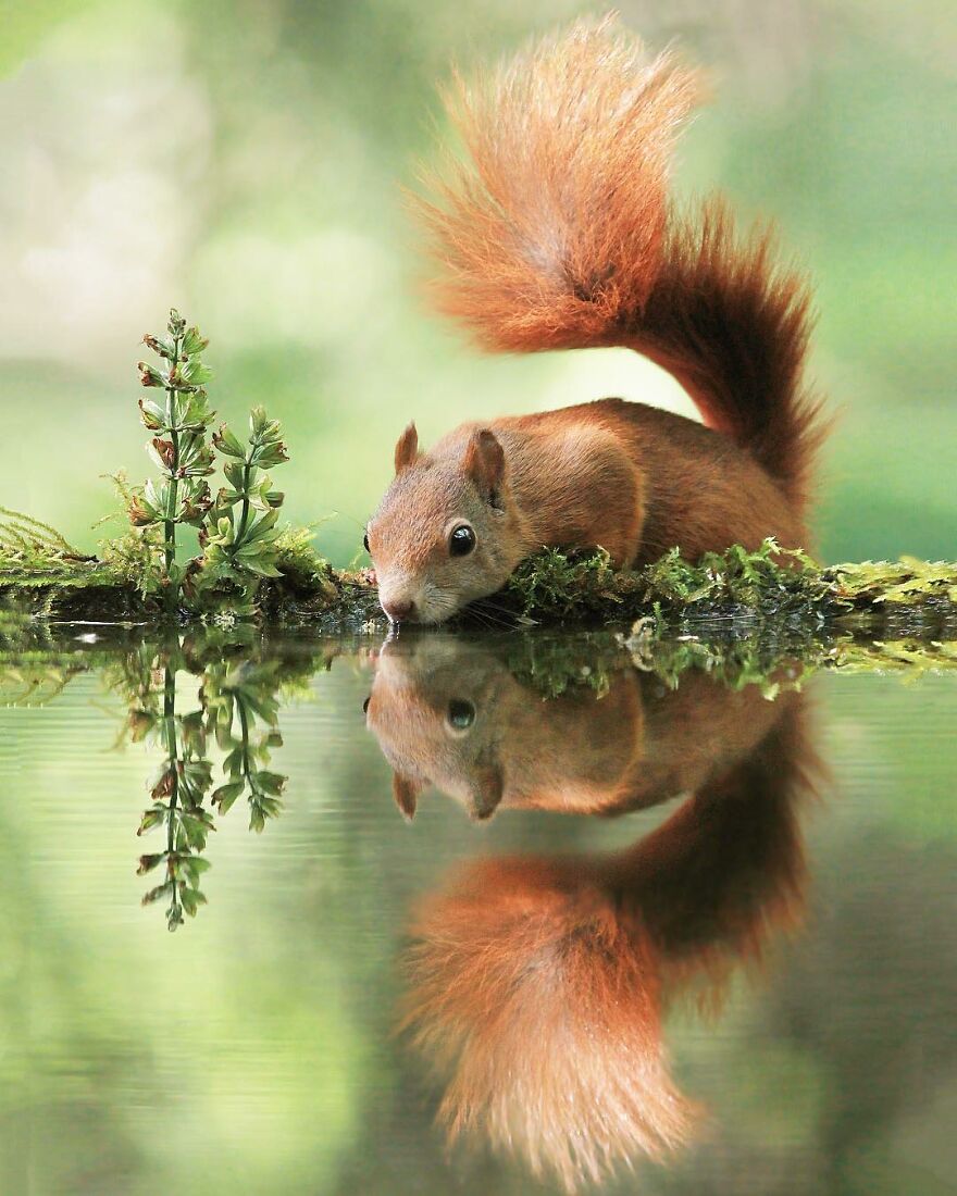 Austrian Wildlife Photography By Julian Rad