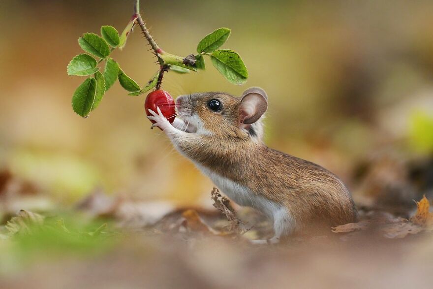 Austrian Wildlife Photography By Julian Rad