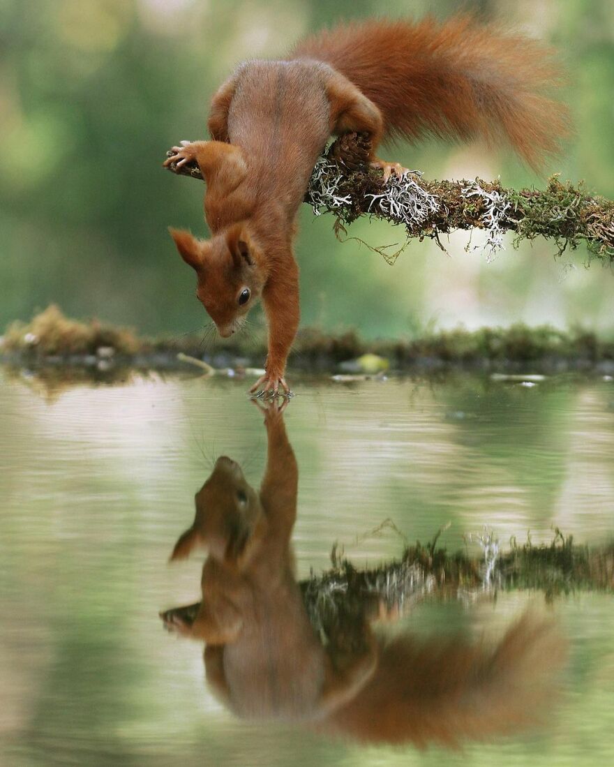 Austrian Wildlife Photography By Julian Rad