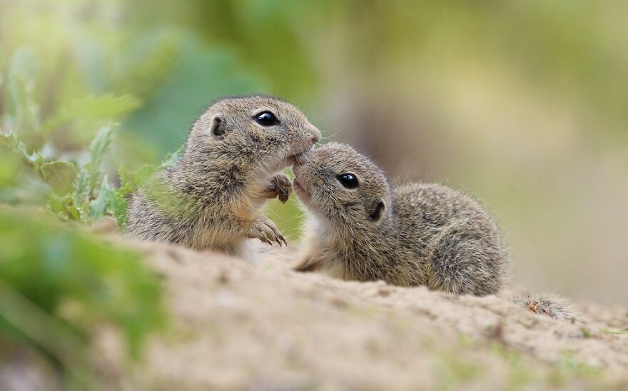 Austrian Wildlife Photography By Julian Rad