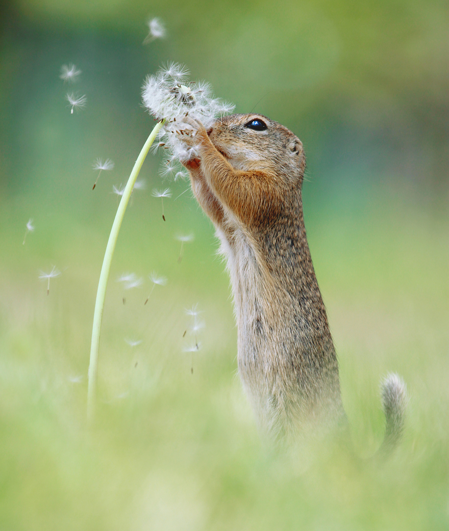 Austrian Wildlife Photography By Julian Rad