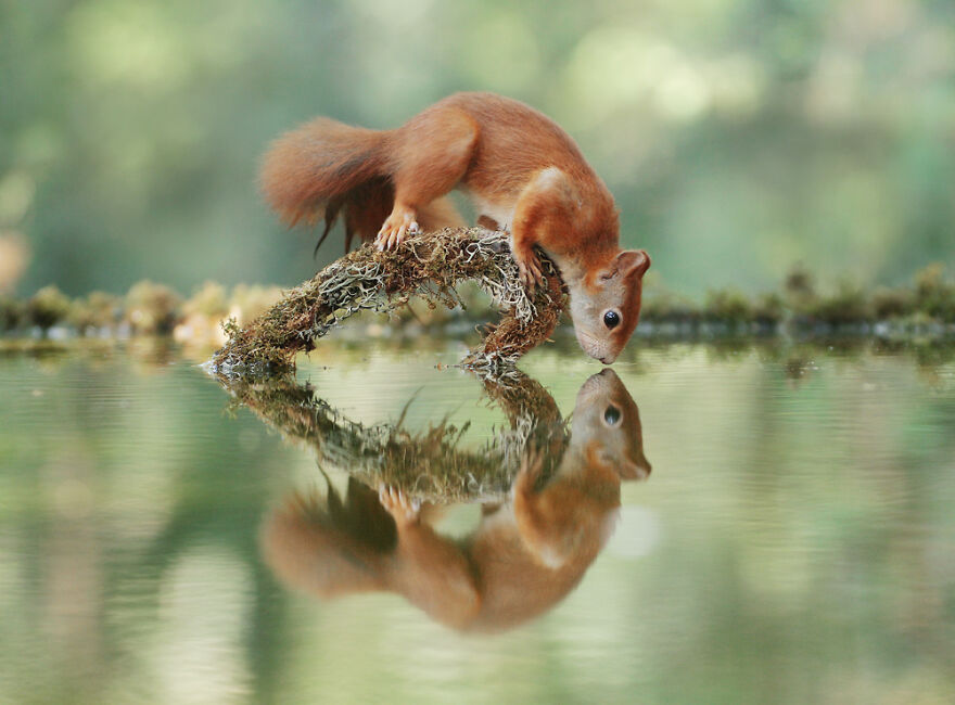 Austrian Wildlife Photography By Julian Rad