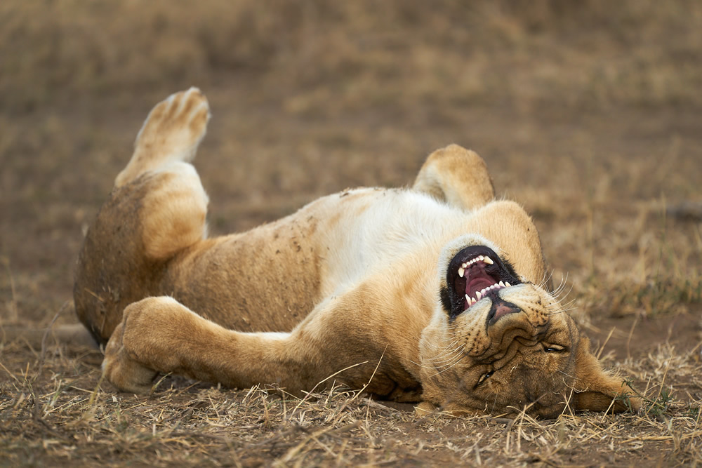 Best Entries So Far From Comedy Wildlife Photography Awards