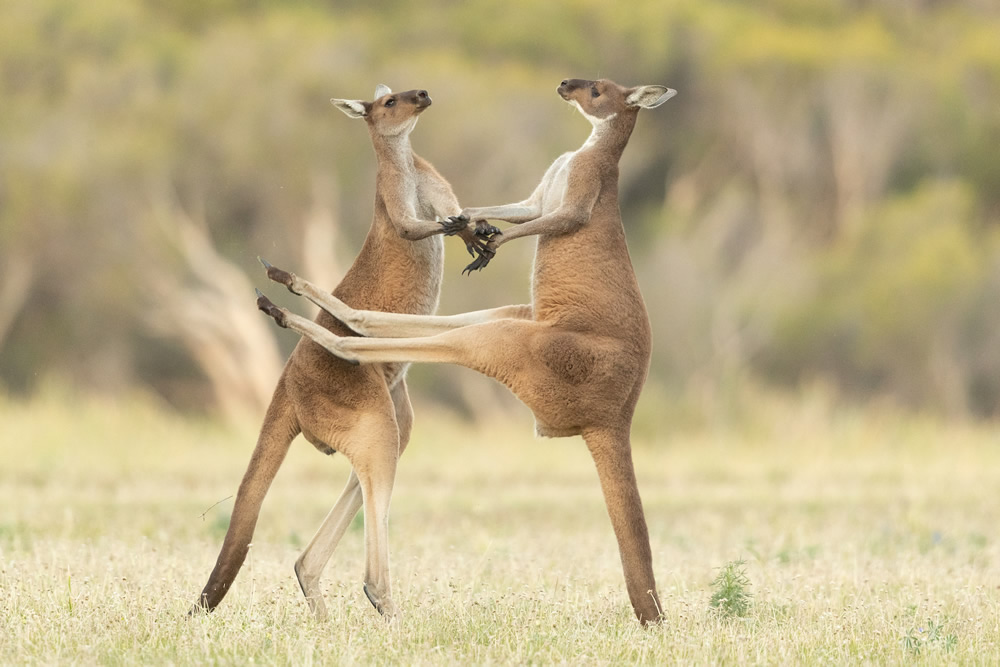 Best Entries So Far From Comedy Wildlife Photography Awards