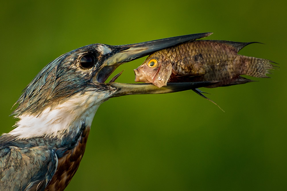 Best Entries So Far From Comedy Wildlife Photography Awards