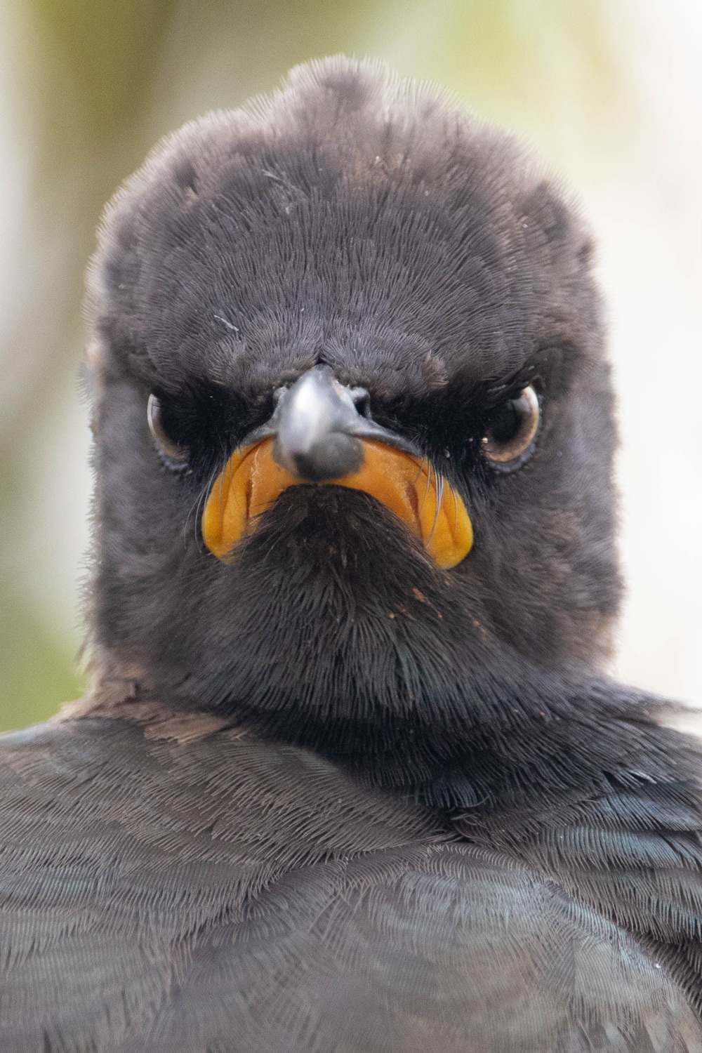 Best Entries So Far From Comedy Wildlife Photography Awards