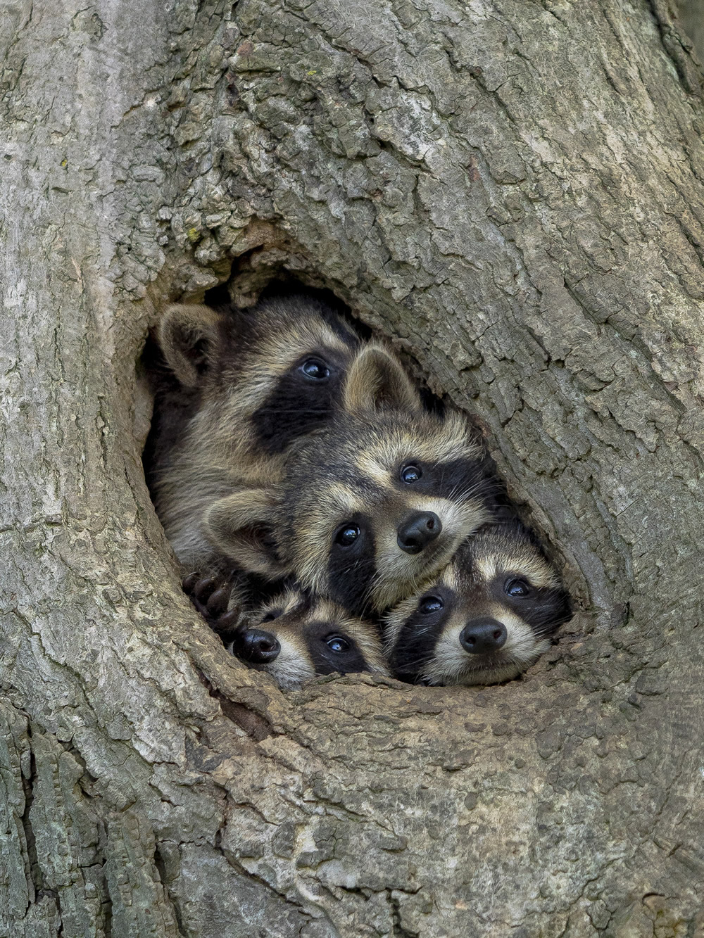 Best Entries So Far From Comedy Wildlife Photography Awards