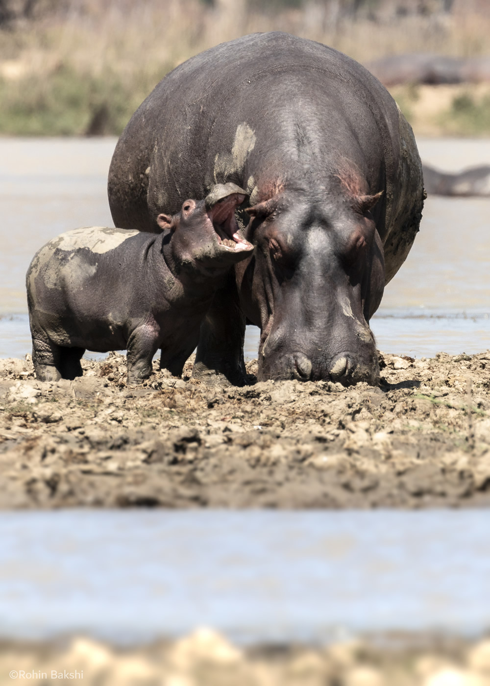 Best Entries So Far From Comedy Wildlife Photography Awards