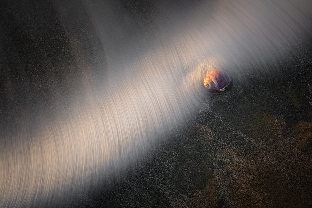 Ghost In The Shell: Organic Objects Found At The Tideline By Rachael Talibart