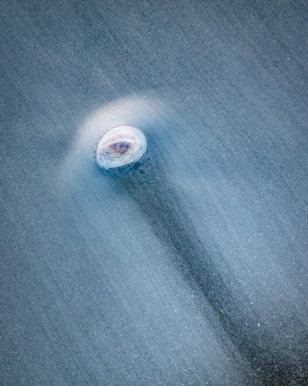 Ghost In The Shell: Organic Objects Found At The Tideline By Rachael Talibart