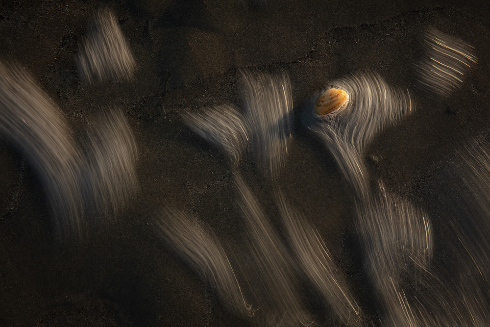 Ghost In The Shell: Organic Objects Found At The Tideline By Rachael Talibart