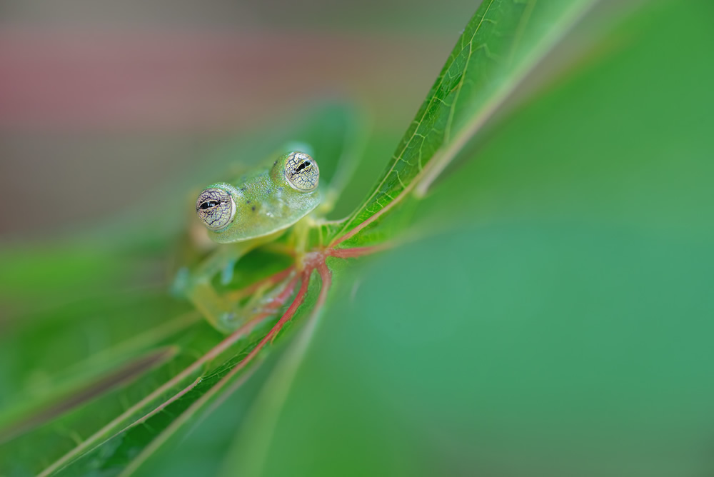 WildArt Photographer Of The Year: Winners Of EYES Competition