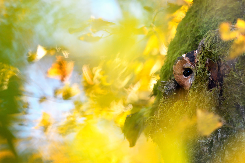 WildArt Photographer Of The Year: Winners Of EYES Competition